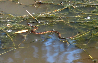 [The snake is a bit more coiled in this image as it slithers atop the water where there is quite a bit of floating vegetation. The vegetation is mostly green, but there are some brown parts which would make spotting the snake a bit more difficult had I not watched it slither into that area.]